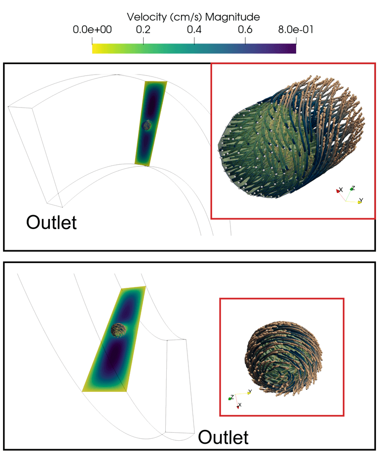Dynamics of White Blood Cell in Curved Microchannels with Trapezoidal Cross-Section